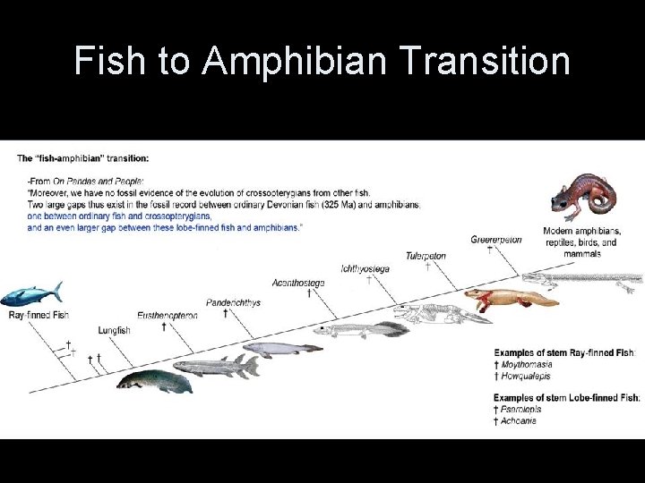 Fish to Amphibian Transition 