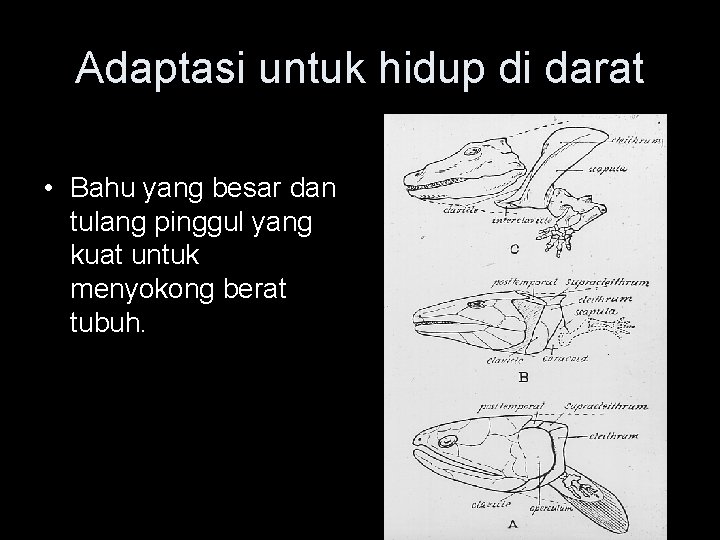 Adaptasi untuk hidup di darat • Bahu yang besar dan tulang pinggul yang kuat