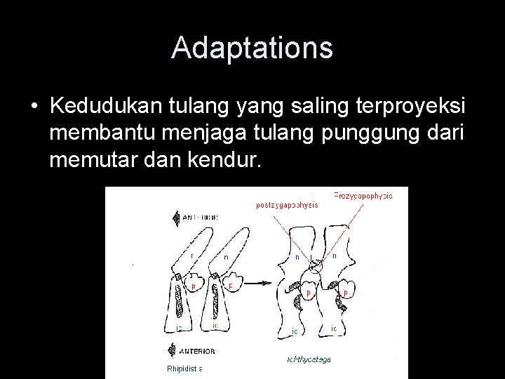 Adaptations • Kedudukan tulang yang saling terproyeksi membantu menjaga tulang punggung dari memutar dan