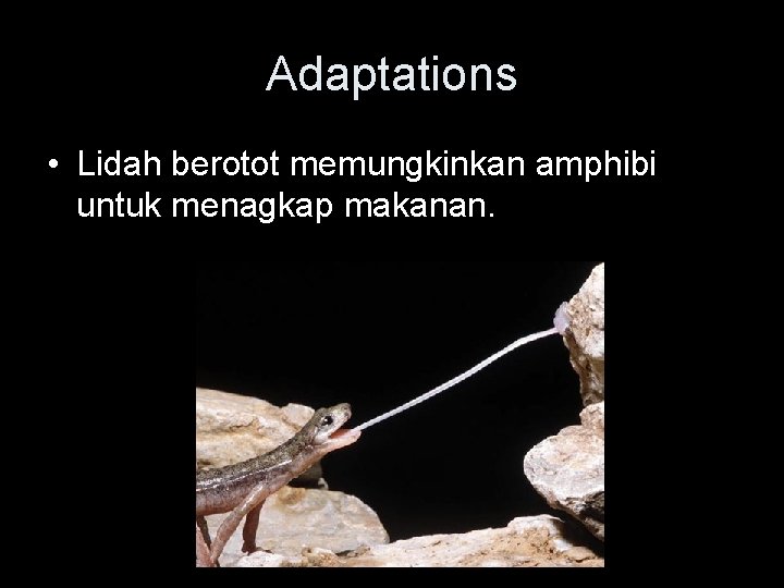 Adaptations • Lidah berotot memungkinkan amphibi untuk menagkap makanan. 
