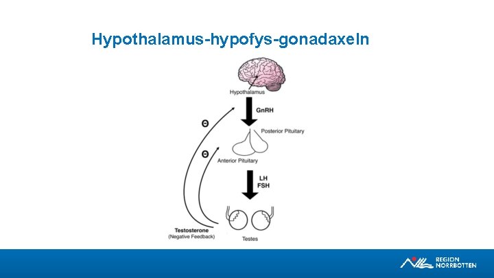 Hypothalamus-hypofys-gonadaxeln 
