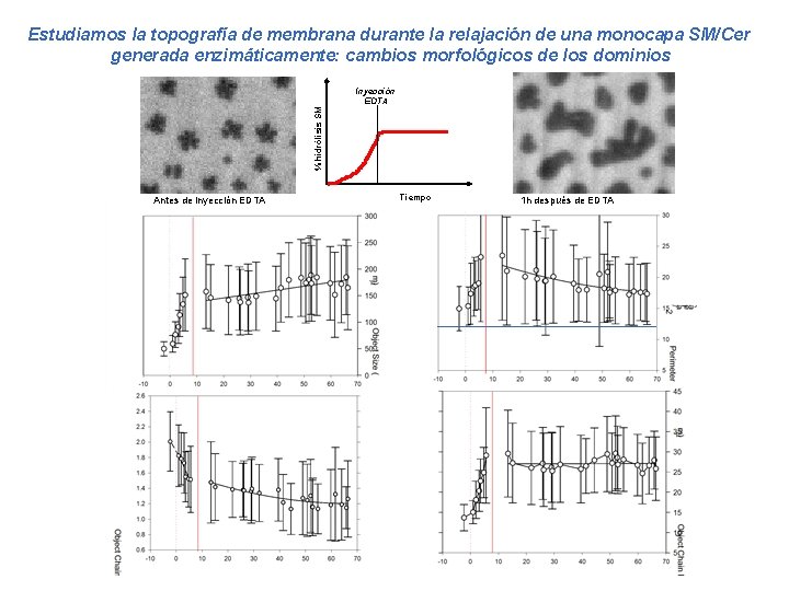 Estudiamos la topografía de membrana durante la relajación de una monocapa SM/Cer generada enzimáticamente: