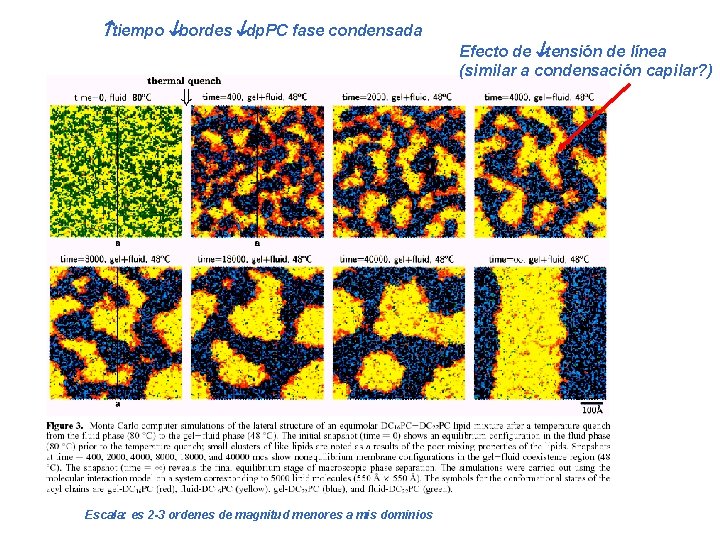  tiempo bordes dp. PC fase condensada Efecto de tensión de línea (similar a