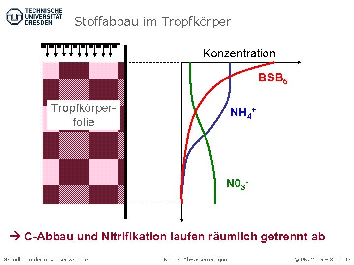 Stoffabbau im Tropfkörper Konzentration BSB 5 Tropfkörperfolie NH 4+ N 03 - C-Abbau und