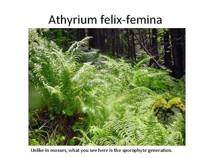 Athyrium felix-femina Unlike in mosses, what you see here is the sporophyte generation. 