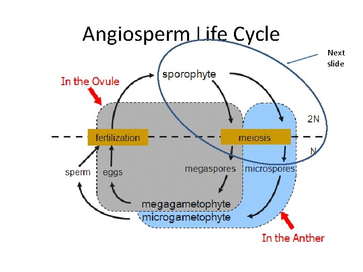 Angiosperm Life Cycle Next slide 