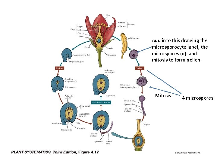 Add into this drawing the microsporocyte label, the microspores (n) and mitosis to form