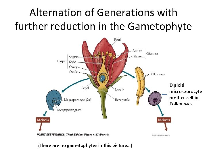 Alternation of Generations with further reduction in the Gametophyte Diploid microsporocyte mother cell in