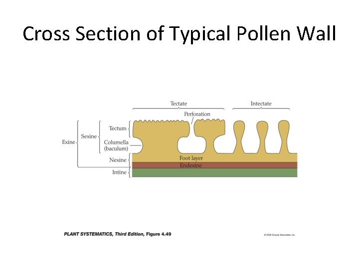 Cross Section of Typical Pollen Wall 