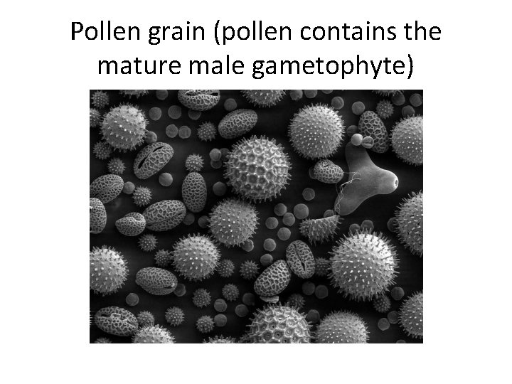 Pollen grain (pollen contains the mature male gametophyte) 