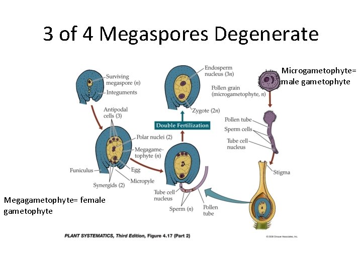 3 of 4 Megaspores Degenerate Microgametophyte= male gametophyte Megagametophyte= female gametophyte 