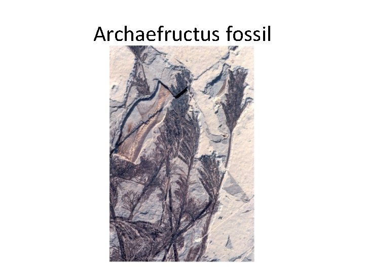 Archaefructus fossil 