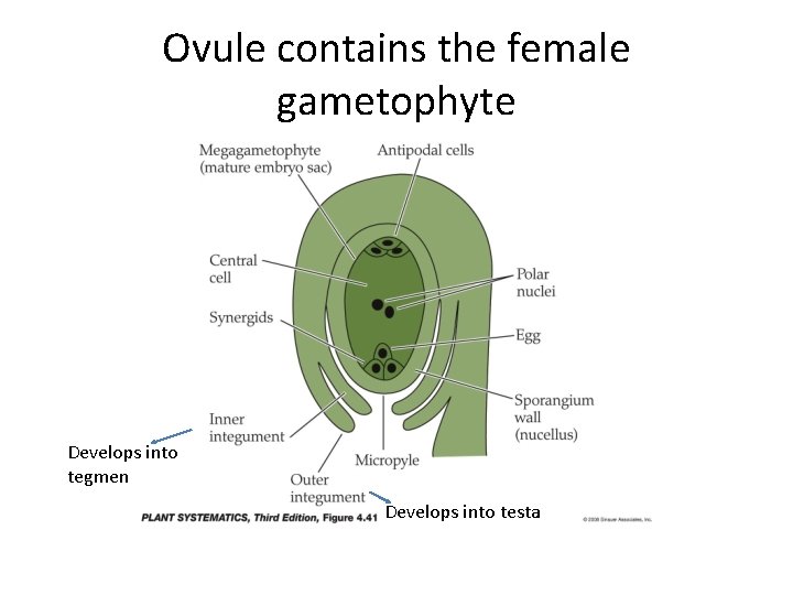 Ovule contains the female gametophyte Develops into tegmen Develops into testa 