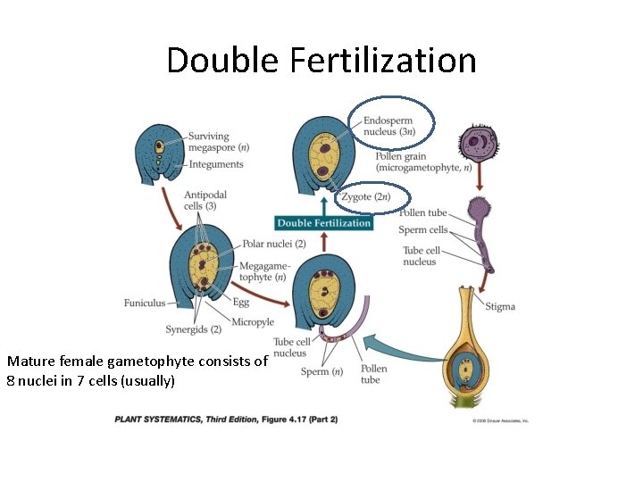 Double Fertilization Mature female gametophyte consists of 8 nuclei in 7 cells (usually) 
