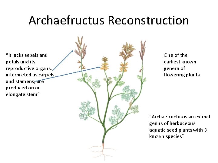 Archaefructus Reconstruction “It lacks sepals and petals and its reproductive organs, interpreted as carpels