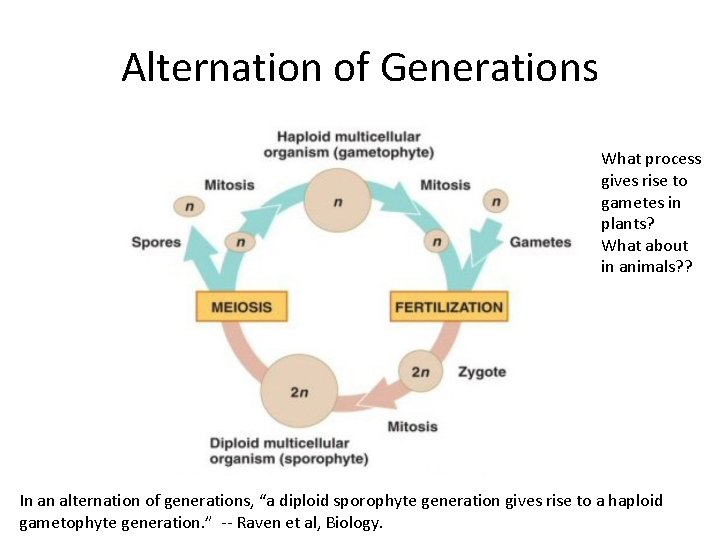 Alternation of Generations What process gives rise to gametes in plants? What about in
