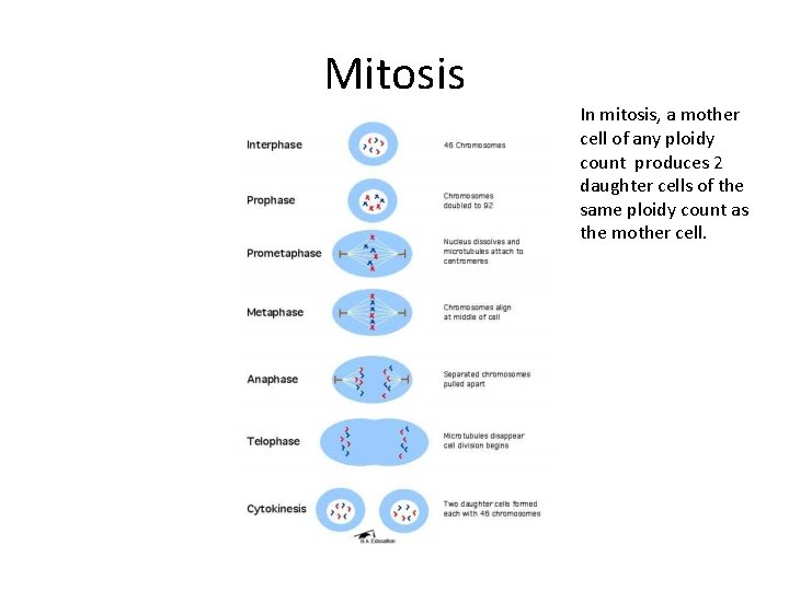 Mitosis In mitosis, a mother cell of any ploidy count produces 2 daughter cells