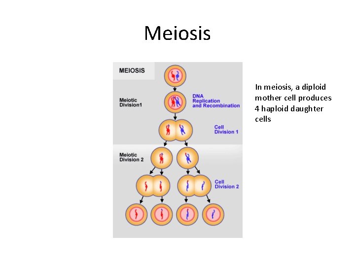 Meiosis In meiosis, a diploid mother cell produces 4 haploid daughter cells 