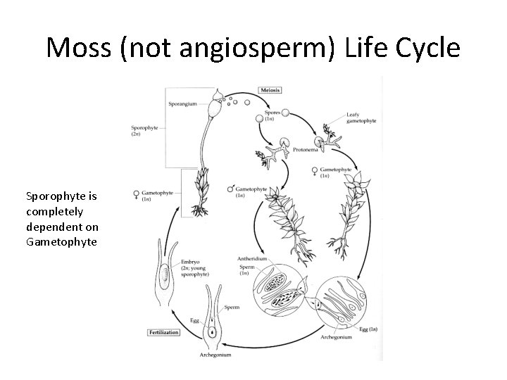 Moss (not angiosperm) Life Cycle Sporophyte is completely dependent on Gametophyte 