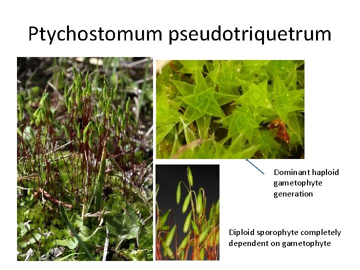 Ptychostomum pseudotriquetrum Dominant haploid gametophyte generation Diploid sporophyte completely dependent on gametophyte 