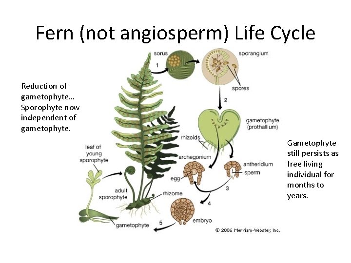 Fern (not angiosperm) Life Cycle Reduction of gametophyte… Sporophyte now independent of gametophyte. Gametophyte