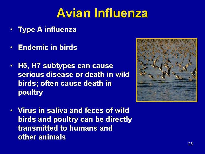 Avian Influenza • Type A influenza • Endemic in birds • H 5, H