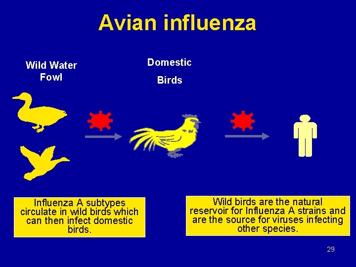 Avian influenza Wild Water Fowl Influenza A subtypes circulate in wild birds which can