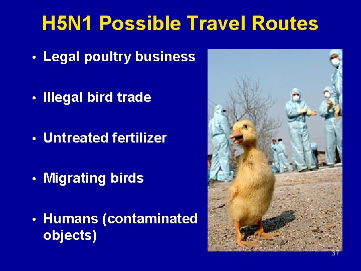 H 5 N 1 Possible Travel Routes • Legal poultry business • Illegal bird