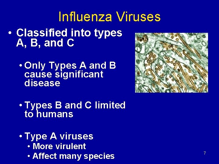 Influenza Viruses • Classified into types A, B, and C • Only Types A