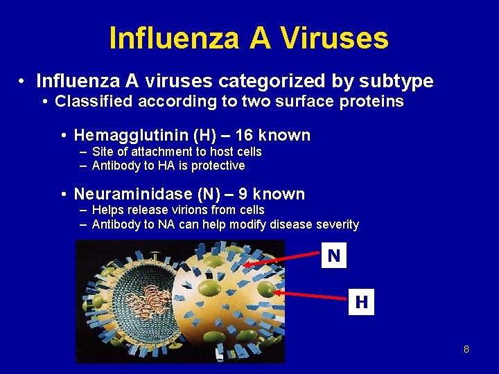 Influenza A Viruses • Influenza A viruses categorized by subtype • Classified according to
