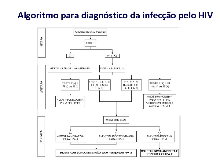 Algoritmo para diagnóstico da infecção pelo HIV 