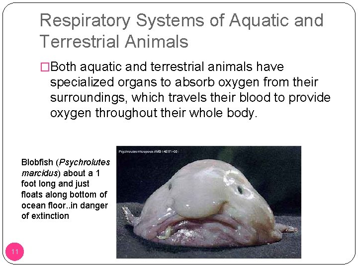 Respiratory Systems of Aquatic and Terrestrial Animals �Both aquatic and terrestrial animals have specialized