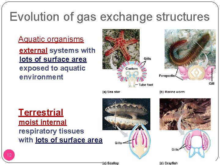 Evolution of gas exchange structures Aquatic organisms external systems with lots of surface area Evolution of gas exchange structures Aquatic organisms external systems with lots of surface area