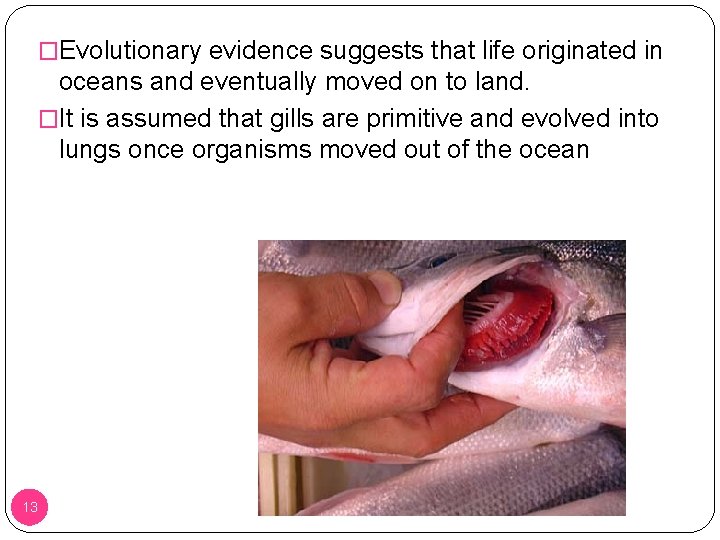 �Evolutionary evidence suggests that life originated in oceans and eventually moved on to land.