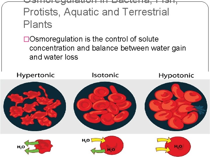 Osmoregulation in Bacteria, Fish, Protists, Aquatic and Terrestrial Plants �Osmoregulation is the control of
