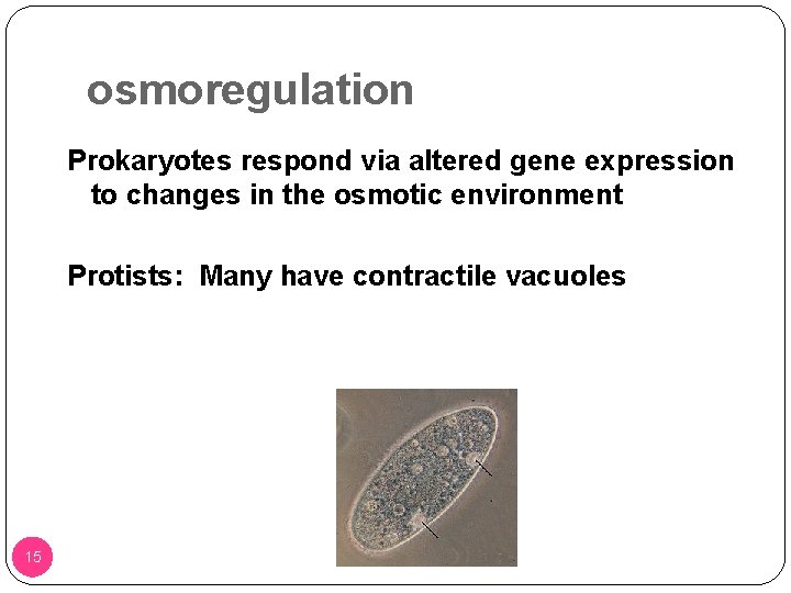 osmoregulation Prokaryotes respond via altered gene expression to changes in the osmotic environment Protists: osmoregulation Prokaryotes respond via altered gene expression to changes in the osmotic environment Protists: