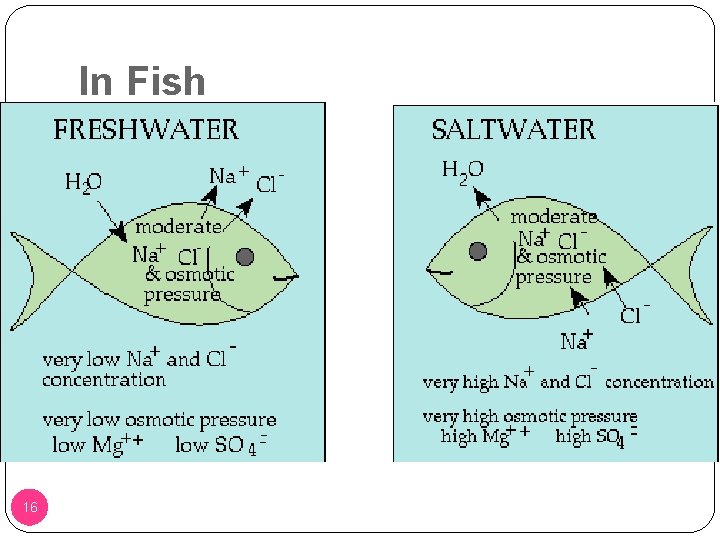 In Fish �Freshwater Fish: Water will diffuse into the fish, so it excretes a