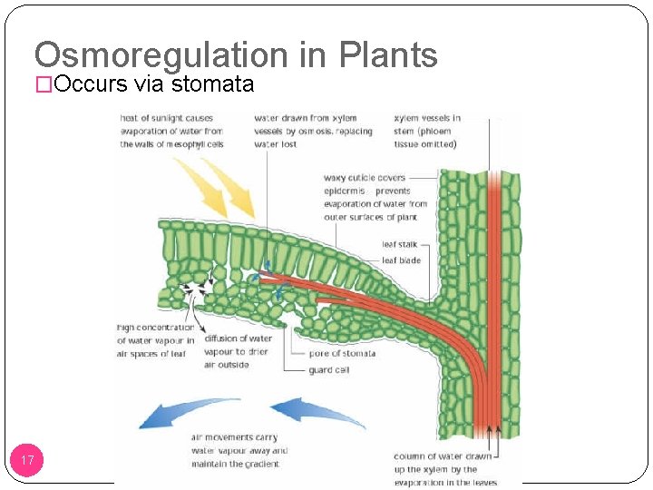 Osmoregulation in Plants �Occurs via stomata 17 