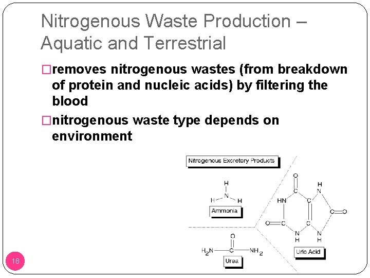 Nitrogenous Waste Production – Aquatic and Terrestrial �removes nitrogenous wastes (from breakdown of protein