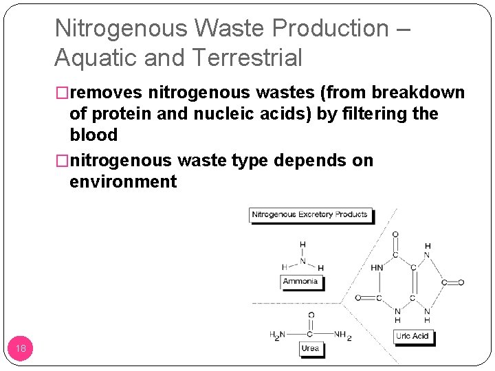 Nitrogenous Waste Production – Aquatic and Terrestrial �removes nitrogenous wastes (from breakdown of protein Nitrogenous Waste Production – Aquatic and Terrestrial �removes nitrogenous wastes (from breakdown of protein