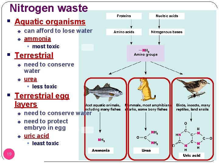 Nitrogen waste § Aquatic organisms u u can afford to lose water ammonia §