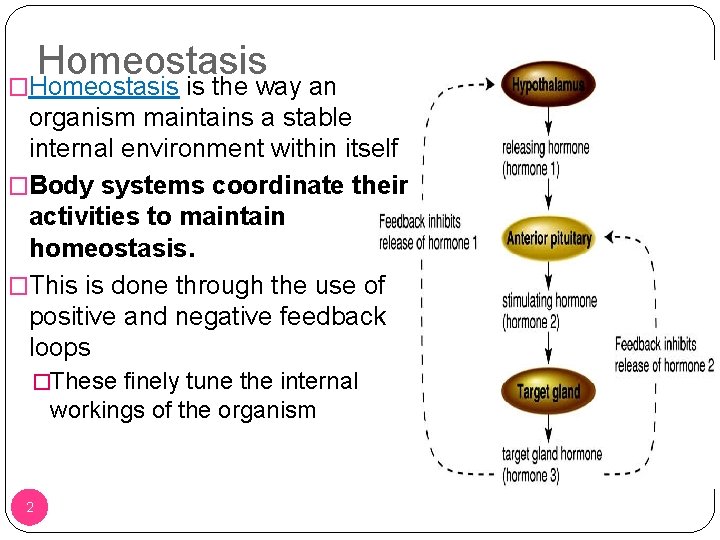 Homeostasis �Homeostasis is the way an organism maintains a stable internal environment within itself
