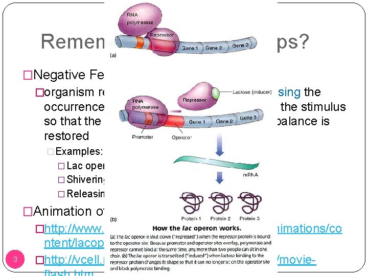 Remember Feedback Loops? �Negative Feedback Loops: �organism responds to a stimulus by decreasing the