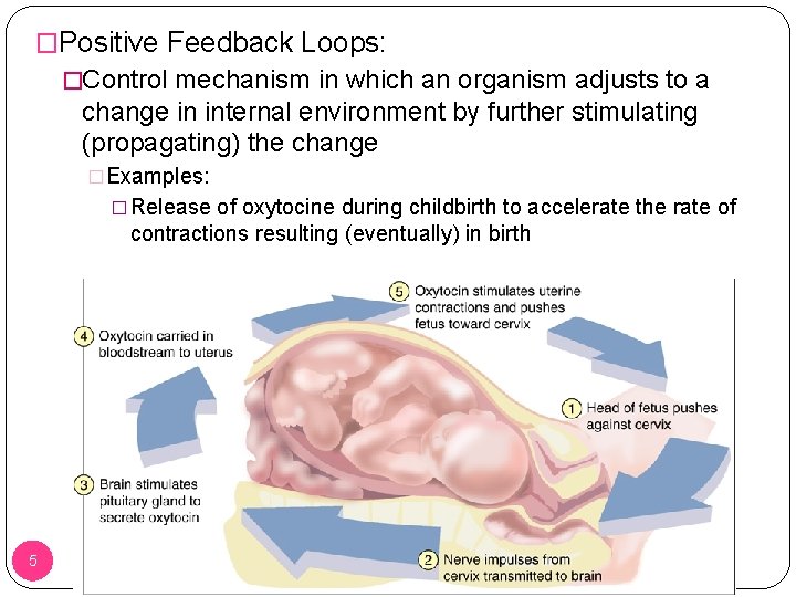 �Positive Feedback Loops: �Control mechanism in which an organism adjusts to a change in