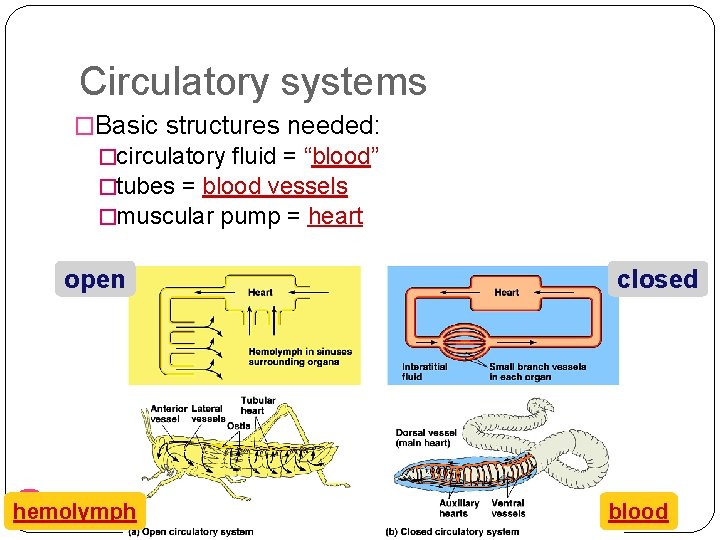 Circulatory systems �Basic structures needed: �circulatory fluid = “blood” �tubes = blood vessels �muscular