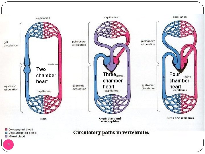 Two chamber heart 9 Three chamber heart Four chamber heart 