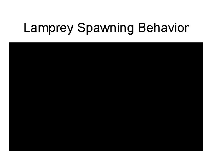 Lamprey Spawning Behavior 