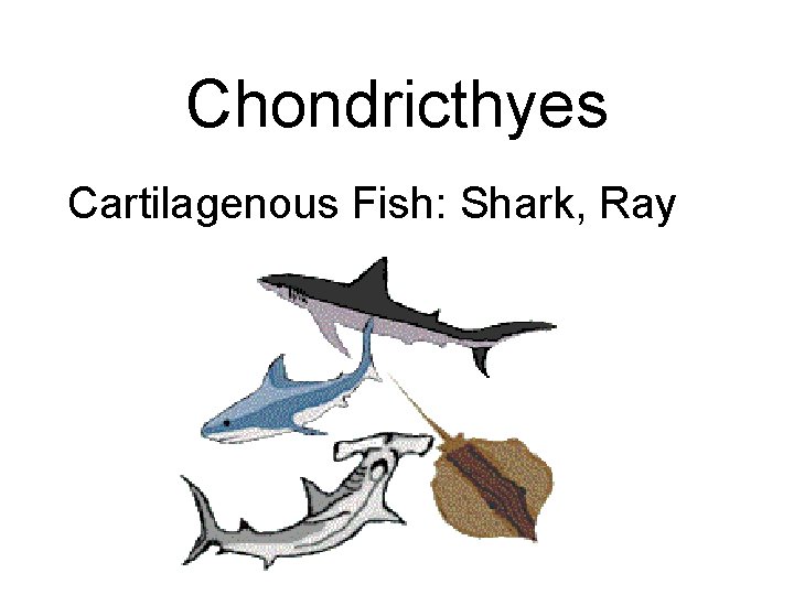 Chondricthyes Cartilagenous Fish: Shark, Ray 