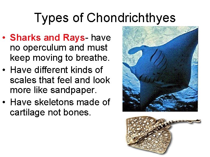 Types of Chondrichthyes • Sharks and Rays- have no operculum and must keep moving