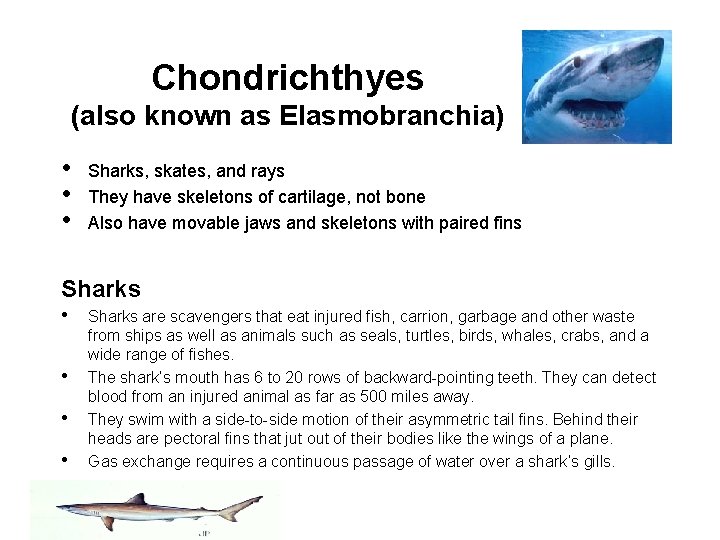 Chondrichthyes (also known as Elasmobranchia) • • • Sharks, skates, and rays They have